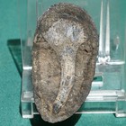 Brachiopod Fossil With Pedicle - Fossilized Brachiopod Shell