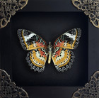 Leopard Lacewing Butterfly Framed Taxidermy Wall Art Real Insect Decor Gift