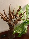 12 Coconut Buds Dried Decor Basket Weaving