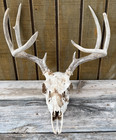 Wild 8 Point Whitetail Deer Antler Rack European Mount Taxidermy - Item 519-5