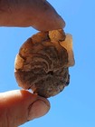 Aturia Angustata Nautiloid Fossil Washington State Astoria Formation
