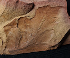 Rare Unknown Large Leaf Carboniferous Fossil Plant Cardiopteris   Cyclopteris  