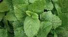 Lemon Balm Seeds  Melissa  Sweet Balm  Mint  Non-gmo  Variety Sizes  Free Ship