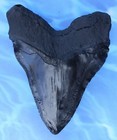 6 Inch Megalodon  carcharodon Megalodon  Tooth  Black With Serration