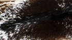 100  New Cowhide Rugs Area Cow Skin Leather  47  X 45   Cow Hide Sa-2736