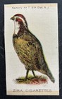 Tobacco Silks  Lot Of 10  Colorful Birds