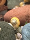 Mystery Snails Live Freshwater Aquarium Snails 6 Baby Gold  Nickel-sized