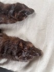 Vintage Genuine Deep Brown Mink Pelts Taxidermy 24in25in