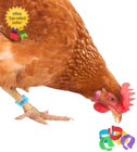 Chicken Leg Bands Numbered Multi Colored Poultry Plastic Band For Poultry Birds