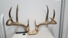 Dark Typical 4x4 Whitetail Deer Rack Antlers Mule Mount Taxidermy Sheds Mount