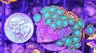 Wysiwyg Dragon Eye And Gatorade Zoa Combo Live Coral Frag Zoanthid Polyps