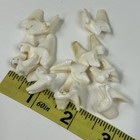 Lot Of 10 Real Coyote Molars Teeth Taxidermy Art Weird Odd Project Unqiue   3222