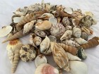 3 Lbs  Large Indo Seashells Sea Shells Best Value Best Price Free Ship  