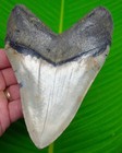 5   11 16    Megalodon Shark Tooth  W  Ghost Grey Enamel - Real Fossil - Top Grade