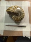 Polished Ammonite Fossil Specimen Spiral Shell Polished Fossil Specimen