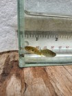 Florida Flagfish Breeder Pair Medium