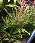 1 Stem Staurogyne Bihar Live Aquarium Plants Free S h  Rare   Gorgeous   