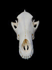 Real Coyote Skull Beetle Cleaned Taxidermy Art   you Choose Size   5 Stars