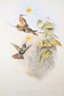 Gould Brazilian Ruby Hummingbirds Vintage Bird Art Print Bookplate 249
