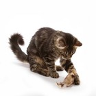 Ourpet s Play-n-squeak Twice The Mice Cat Toy  2 Pack  With Catnip Inside