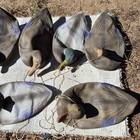 Floating Mallard Duck Hunting Decoy Lot W  Decoy Lines Multicolor Plastic Rubber
