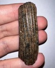 Rare Ice Age Fossil Giant Extinct Beaver Castoroides Incisor Tooth 2 16 Inches 