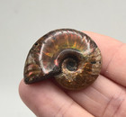 Ammolite Opalized Ammonite - Morocco  laseal 