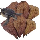 50pcs Catappa Indian Almond Leaves Ketapang Leaf Shrimp Betta Fish Aquarium Care