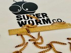 1000 Large Live Superworms 1 5   -2    Feeder Insects