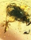 Extremely Rare Whirligig Beetle Gyrinidae In Burmite Cretaceous Amber Fossil