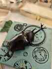 Real Japanese Rhinoceros Giant Beetle  Allomyrina Dichotoma