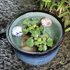No 10 Indigo Water Lily Pot  shigaraki Ware  For Goldfish medaka  su-0107 