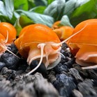 4 Pack Blue gold Mystery Snails M  dium Live Aquarium Freshwater Snails