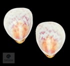 Acrosterigma Biradiatum 41 38 Mm     Indonesia