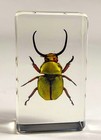 2 3  Real Horned Scarab Beetle In Lucite Resin Preserved Kibakoganea Tamdaoensis