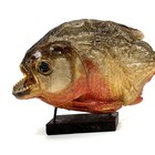 Vintage Red Bellied Piranha Taxidermy Mounted On Wood Base Great Color   Teeth