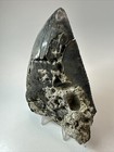Megalodon Shark Tooth 5 50 Inch - Unique - Serrated Fossil - Authentic 18628