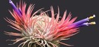 Air Plant Tillandsia Lonantha Seeds   Sky Plant   Shy Plant   Cool Plants  