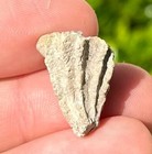 France Fossil Bivalve Vaccinites Sp  Late Cretaceous Age Hippurtidae Shell