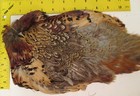Ringneck Pheasant Flat Natural Real Feathers For Fly Tying   Renaissance Crafts