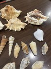 Lot Of 29 Sea Shells Various Sizes