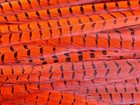 5 Pcs Dyed Red English Ringneck Pheasant Feathers 20-26  Costume Halloween Craft