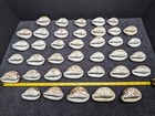 Lot Of 38 Cypraea Cowrie Sea Shells  2 25 - 3 25   Mostly Cypraea Tigris