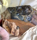 13 1 Lb Biggs Picture Jasper Lapidary Rough Cut From Biggs  Oregon