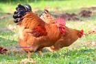 10  Fertile New Hampshire Red Chicken Hatching Eggs