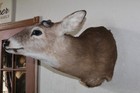 Whitetail Deer Head Shoulder Mount Taxidermy Mount Antler Hunt Rack Mule Hide