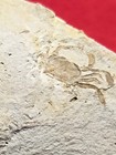 0 7  Fossil Crab Pinnixa Galliheri Pea Crab Monterey Cty San Luis Obispo Miocene