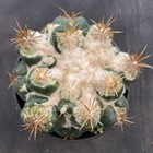 Cactus Succulent Plants Coryphantha Elephatidens Hybrid Beautiful Cactus 6-7cm