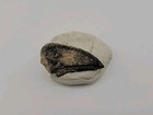 Fossilized Raptor Talon Fossil 