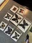 20 Pcs Real Natural Butterfly Specimen Taxidermy Butterfly Artwork Gift Home Dec
